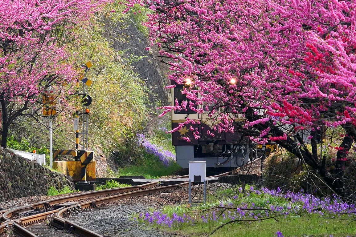 ハナモモと桜の額縁「わ鐵」・・・鉄道写真の積りだけど、どっちが主役?(^^;♪_a0031821_10260191.jpg