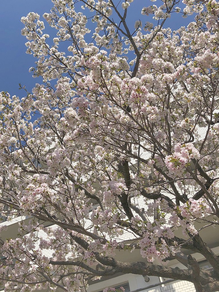 ある風景：Cherry blossom@Yokohama 2021_d0393923_23044852.jpg