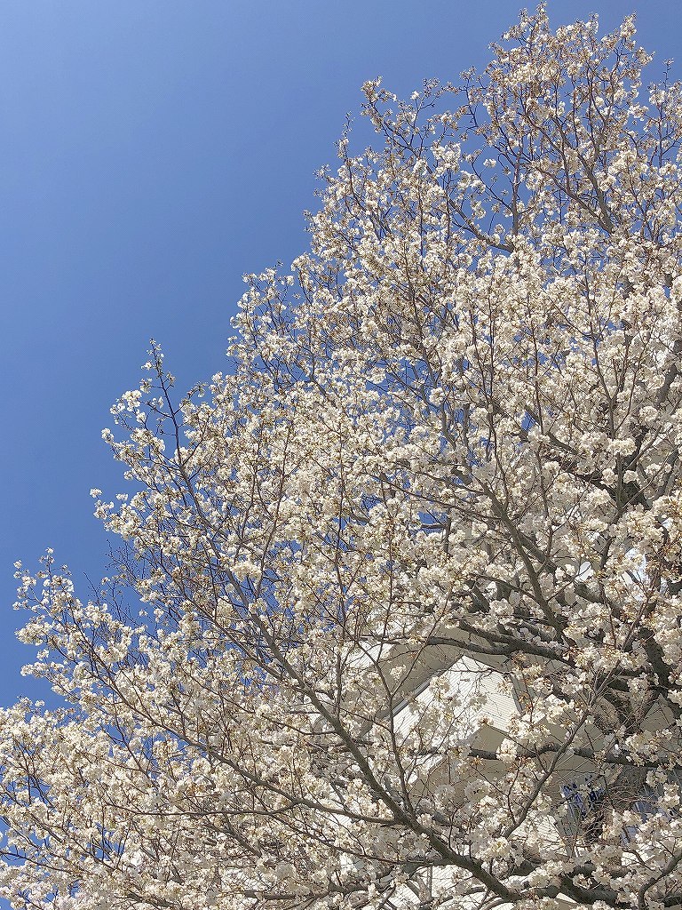 ある風景：Cherry blossom@Yokohama 2021_d0393923_23044887.jpg