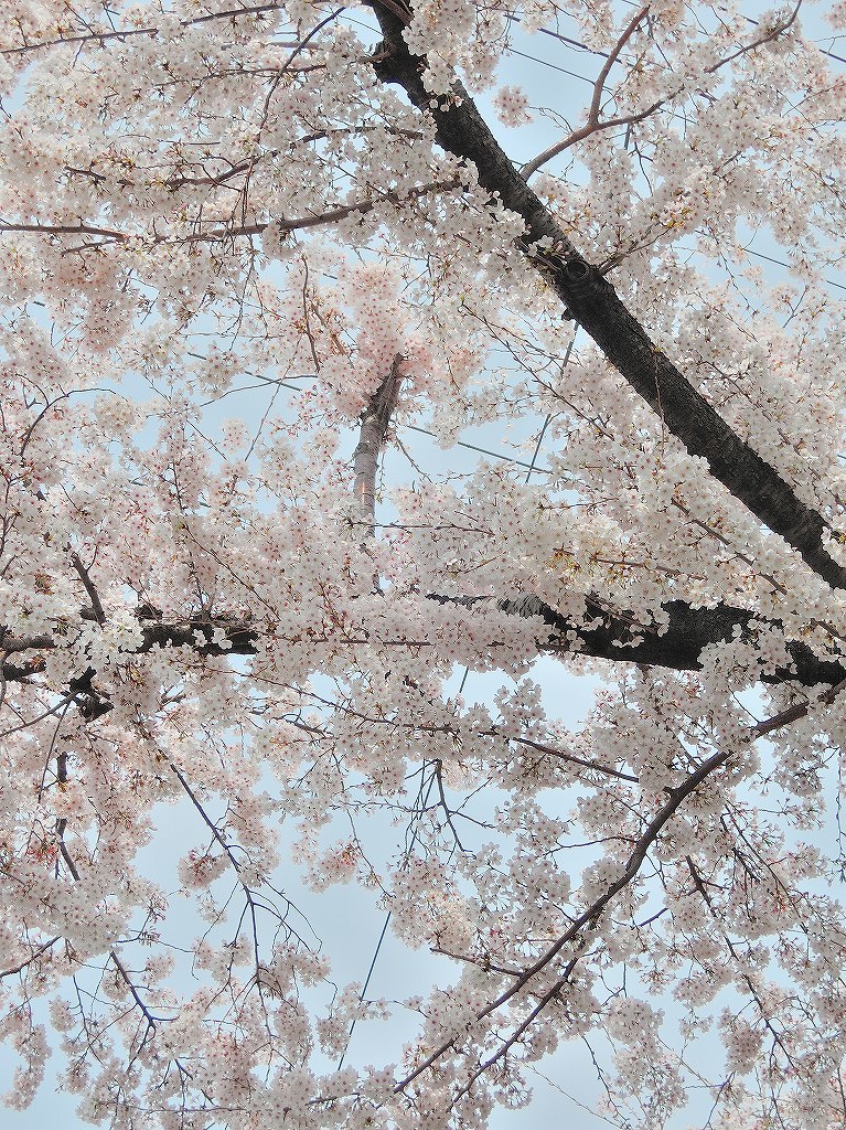 ある風景：Cherry blossom@Yokohama 2021_d0393923_23044927.jpg