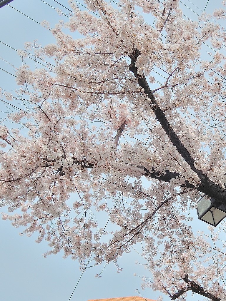 ある風景：Cherry blossom@Yokohama 2021_d0393923_23044963.jpg