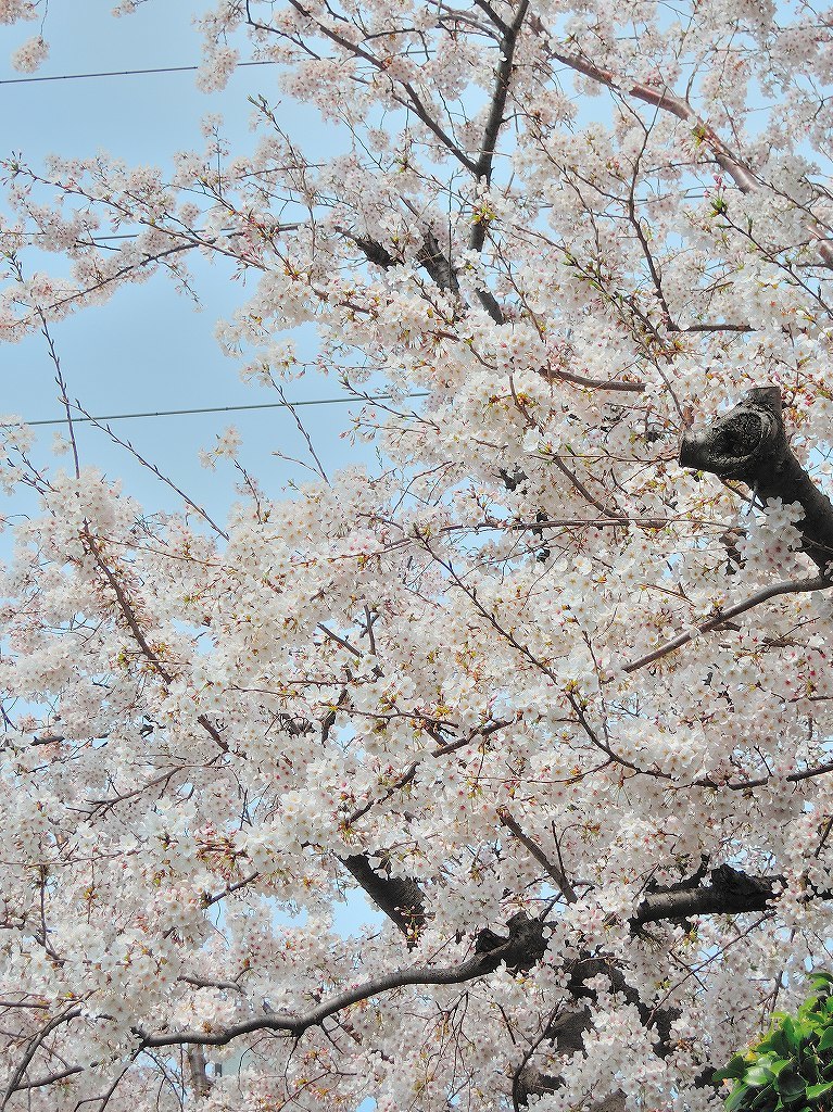 ある風景：Cherry blossom@Yokohama 2021_d0393923_23044974.jpg