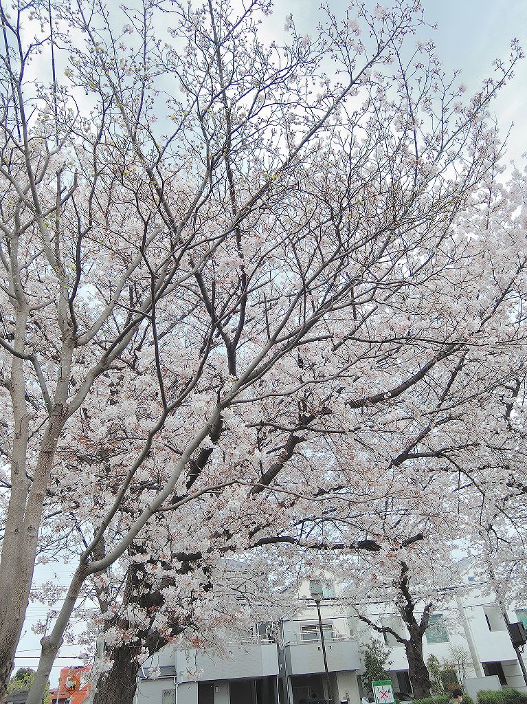 ある風景：Cherry blossom@Yokohama 2021_d0393923_23045032.jpg