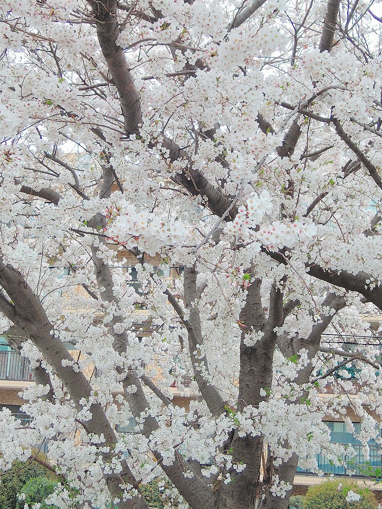 ある風景：Cherry blossom@Yokohama 2021_d0393923_23045863.jpg