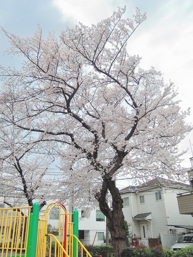 ある風景：Cherry blossom@Yokohama 2021_d0393923_23045871.jpg