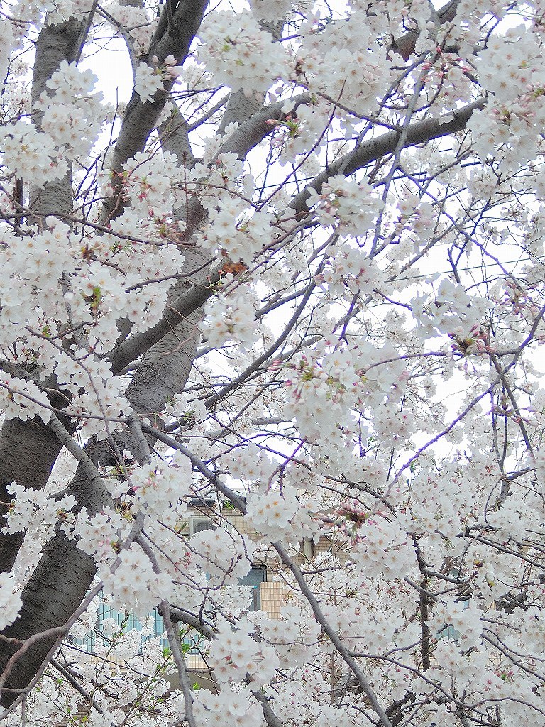ある風景:Cherry blossom@Yokohama 2021_d0393923_23045932.jpg