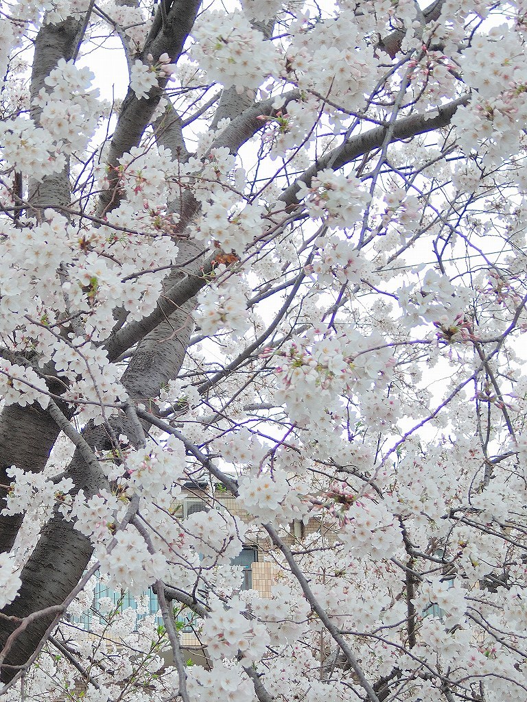 ある風景：Cherry blossom@Yokohama 2021_d0393923_23045932.jpg