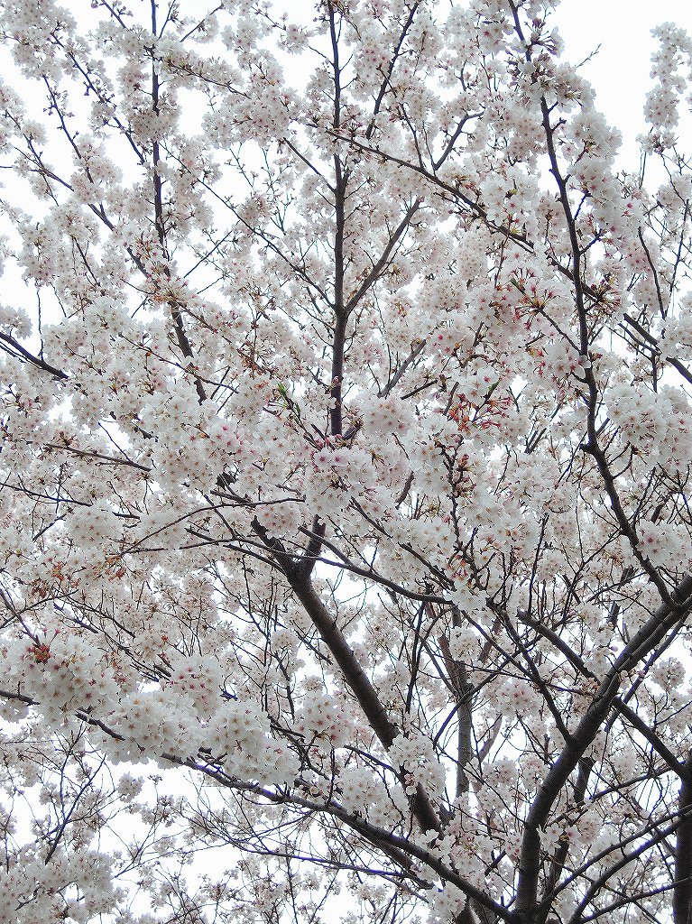 ある風景:Cherry blossom@Yokohama 2021_d0393923_23045996.jpg