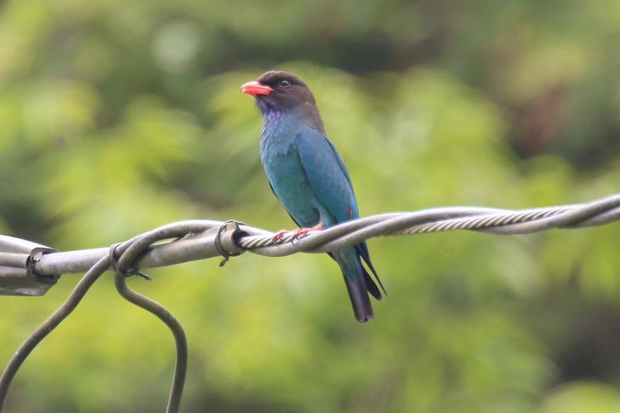 ブッポウソウの求愛 忙しいオオルリたち 初のセグロカッコウ は鳴き声だけ 四十雀の欣幸 野鳥写真日記 ブッポウソウの求愛 忙しいオオルリたち 初のセグロカッコウ は鳴き声だけ 四十雀の欣幸 野鳥写真日記