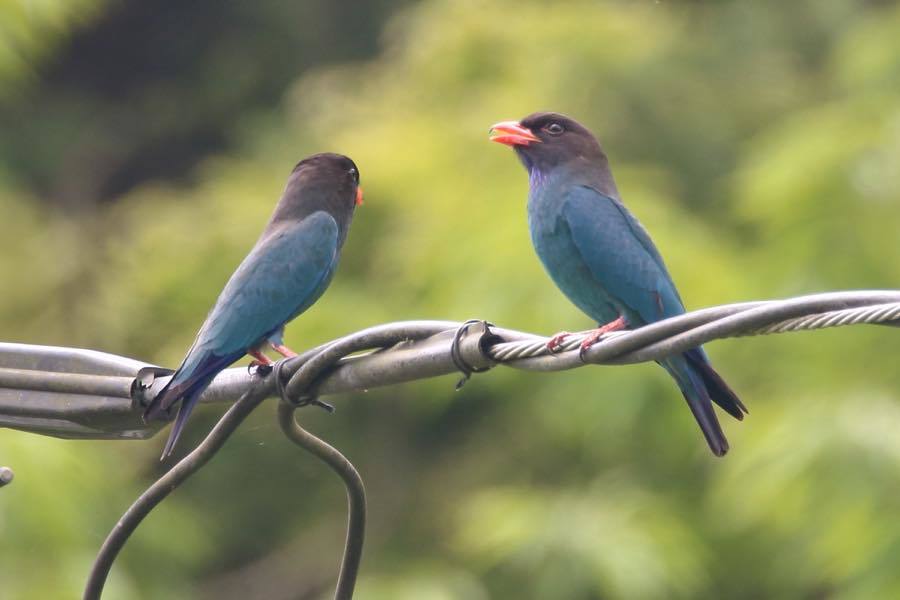 ブッポウソウの求愛 忙しいオオルリたち 初のセグロカッコウ は鳴き声だけ 四十雀の欣幸 野鳥写真日記