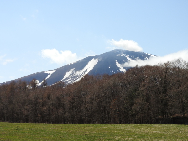 4月5日～15日（木）までメンテナンス休業。場内コブシが咲いて、春らしくなりました（2021年4月5日）_b0174425_14390020.jpg