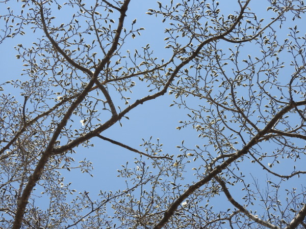 4月5日～15日（木）までメンテナンス休業。場内コブシが咲いて、春らしくなりました（2021年4月5日）_b0174425_14445208.jpg