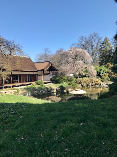 2021 フィラデルフィア桜便り_d0269832_02214903.jpeg
