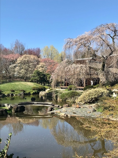 2021 フィラデルフィア桜便り_d0269832_02214965.jpeg