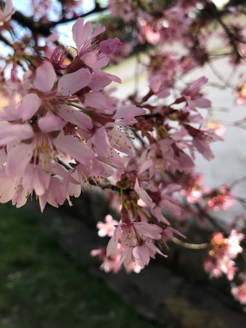 2021 フィラデルフィア桜便り_d0269832_02215002.jpeg