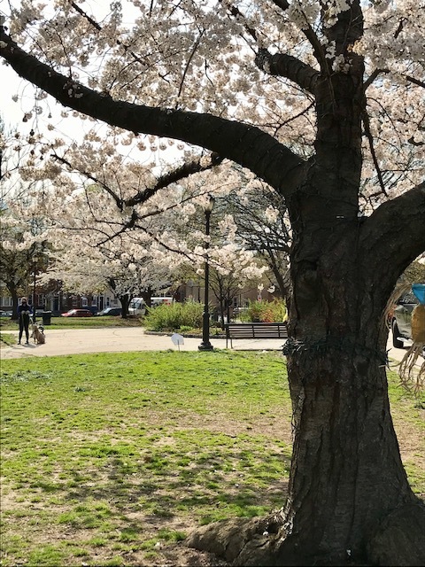 2021 フィラデルフィア桜便り_d0269832_02215009.jpeg