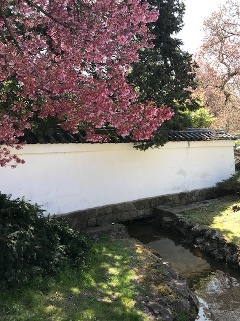 2021 フィラデルフィア桜便り_d0269832_02215075.jpeg