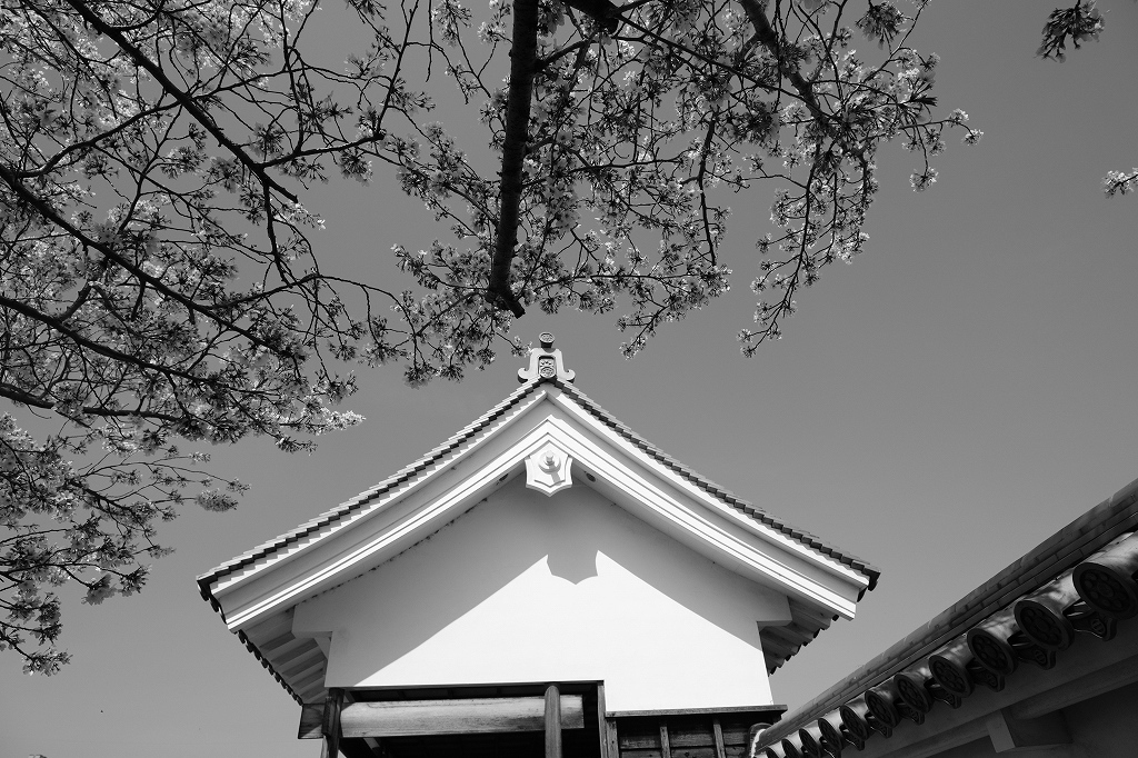 勝竜寺城公園の桜　２_e0374932_08345583.jpg