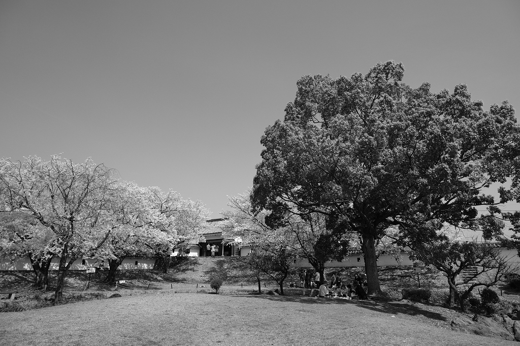 勝竜寺城公園の桜　２_e0374932_08351298.jpg