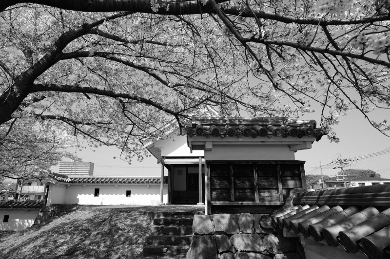 勝竜寺城公園の桜　２_e0374932_09200319.jpg