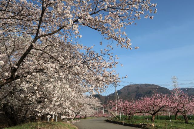 桜と桃の花_b0178339_23462044.jpg