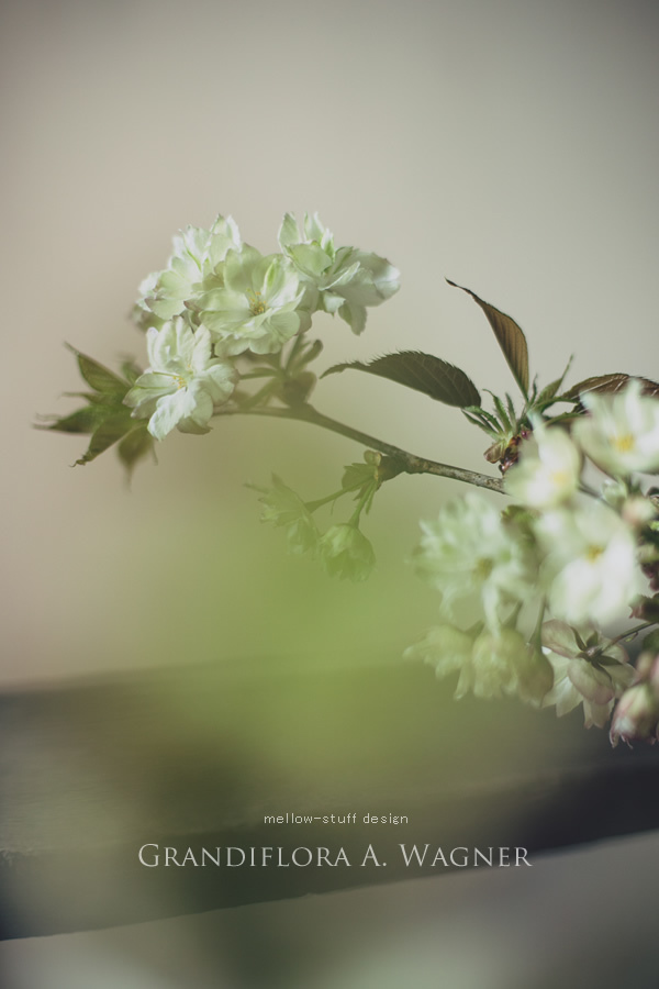 鬱金桜_d0124248_15340733.jpg