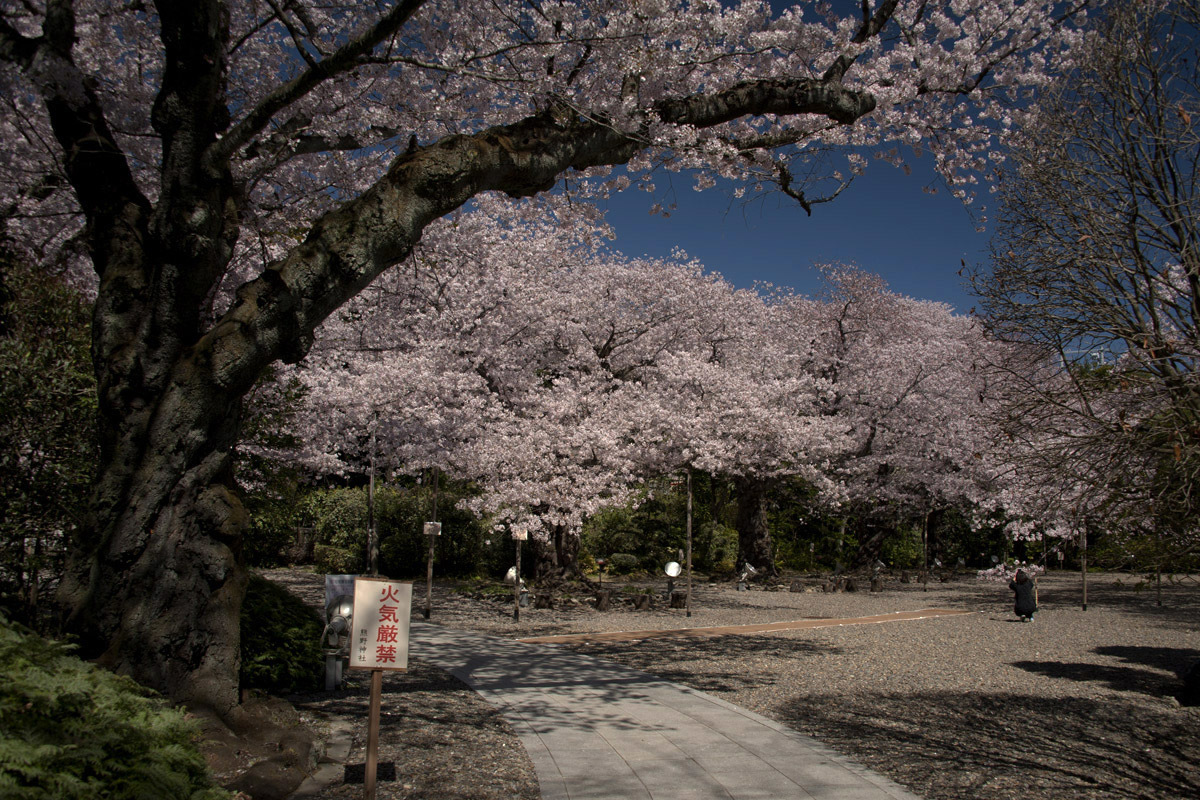 「熊野神社」の桜・・・日立市白銀町_f0089349_21484432.jpg