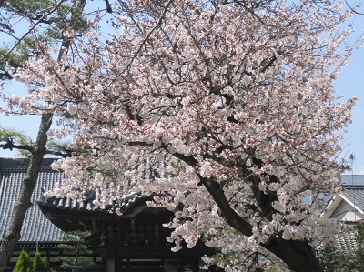 2021年の桜(2)_f0197754_17512986.jpg