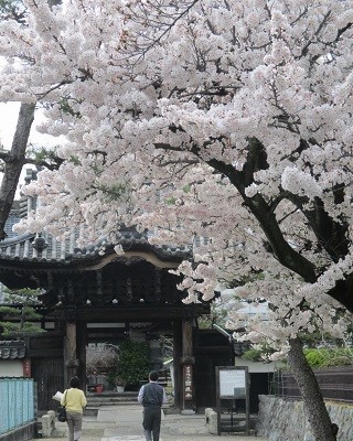 2021年の桜(2)_f0197754_17513100.jpg
