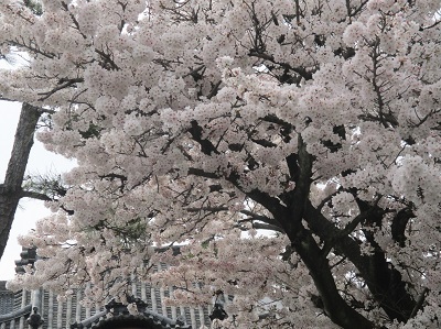 2021年の桜(2)_f0197754_17513423.jpg