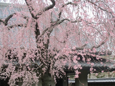 2021年の桜(2)_f0197754_17582331.jpg