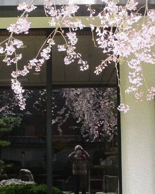 2021年の桜(2)_f0197754_17582739.jpg