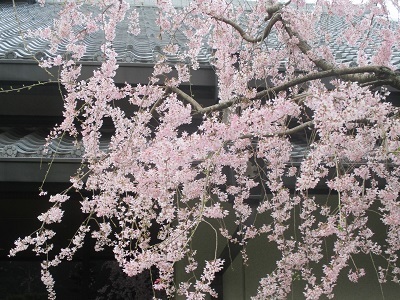 2021年の桜(2)_f0197754_17583221.jpg