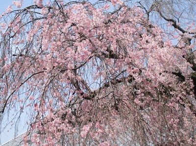 2021年の桜(2)_f0197754_17583980.jpg