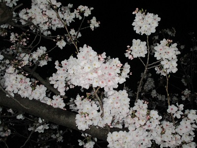 2021年の桜(2)_f0197754_18213345.jpg