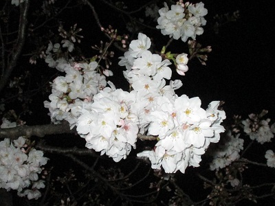 2021年の桜(2)_f0197754_18213639.jpg
