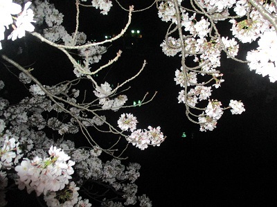 2021年の桜(2)_f0197754_18213929.jpg