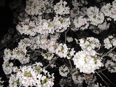 2021年の桜(2)_f0197754_18214393.jpg