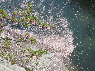 ２０２１年の桜（３）－水門川沿い　落花－_f0197754_18400378.jpg