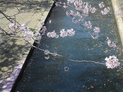２０２１年の桜（３）－水門川沿い　落花－_f0197754_18400802.jpg