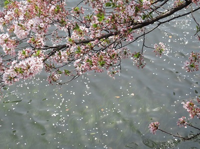 ２０２１年の桜（３）－水門川沿い　落花－_f0197754_18401279.jpg