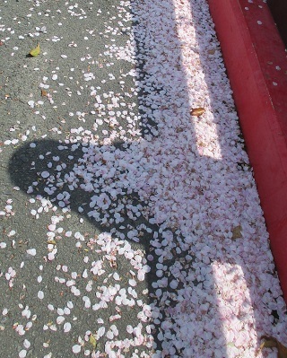 ２０２１年の桜（３）－水門川沿い　落花－_f0197754_18401569.jpg