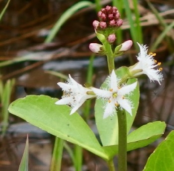 #ミツガシワ『三槲』Menyanthes trifoliata_f0238961_07504373.jpg