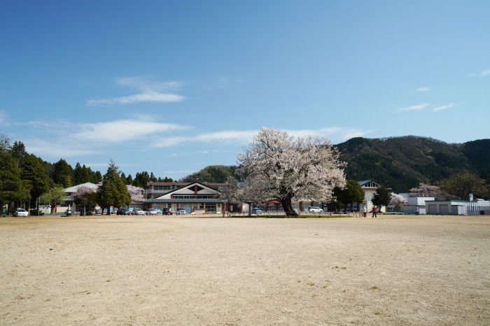 味真野のサクラ 越前市 味真野小学校 Turfに魅せられて 写真紀行 味真野のサクラ 越前市 味真野小学校 Turfに魅せられて 写真紀行