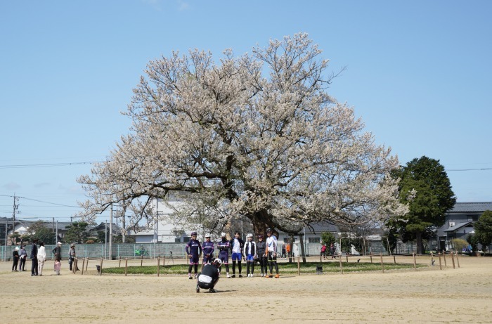 味真野のサクラ 越前市 味真野小学校 Turfに魅せられて 写真紀行 味真野のサクラ 越前市 味真野小学校 Turfに魅せられて 写真紀行