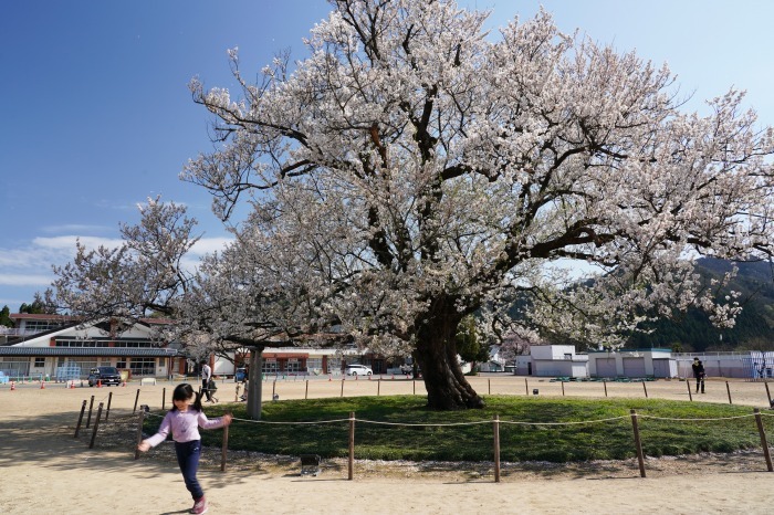 味真野のサクラ 越前市 味真野小学校 Turfに魅せられて 写真紀行 味真野のサクラ 越前市 味真野小学校 Turfに魅せられて 写真紀行