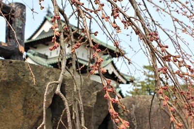 弘前公園で春探し_2021.04.02撮影_d0131668_16163717.jpg