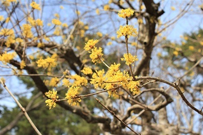 弘前公園で春探し_2021.04.02撮影_d0131668_17323800.jpg