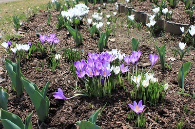 弘前公園で春探し_2021.04.02撮影_d0131668_17342176.jpg