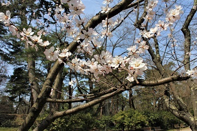 弘前公園で春探し_2021.04.02撮影_d0131668_17350280.jpg